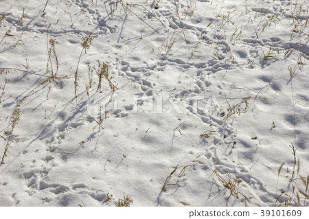 field in winter field in winter 39101609