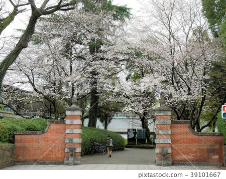櫻花盛開的熊本大學Akamon 櫻花盛開的熊本大學Akamon 39101667