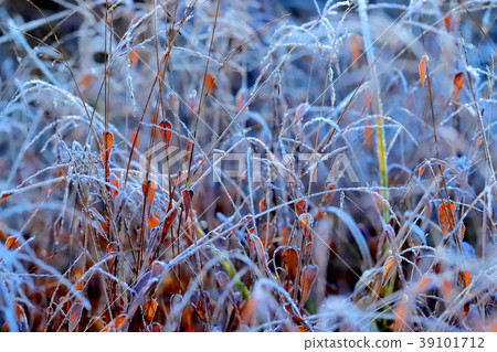 First frost First frost 39101712