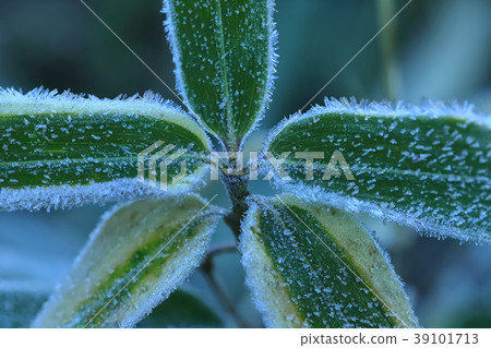 First frost 39101713