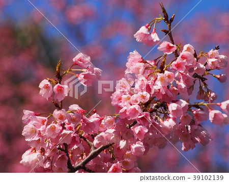 Cold sakura and blue sky Cold sakura and blue sky 39102139