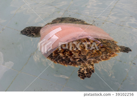 Health wound treat Green turtle Chelonia mydas Health wound treat Green turtle Chelonia mydas 39102256