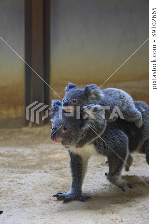 Koala parent and child 39102665