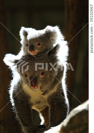 Koala parent and child 39102667