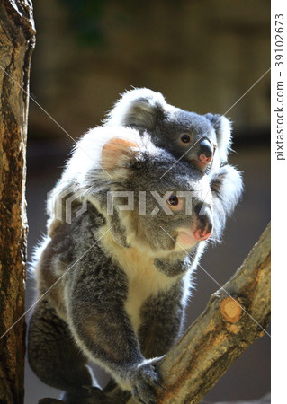 Koala parent and child 39102673