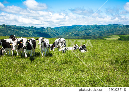 北海道牧場牛牛 北海道牧場牛牛 39102748
