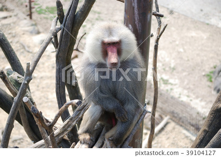 Baboon Baboon 39104127