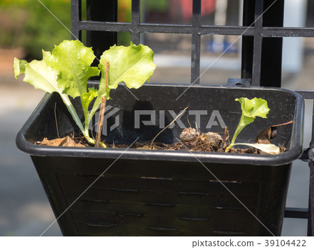 Organic vegetables grown on the edge of the house. 39104422