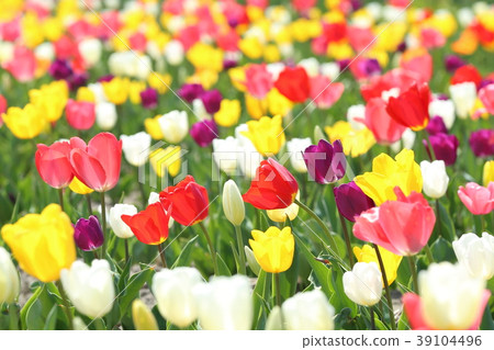 Tulip Tulip 39104496