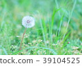 Dandelion spring 39104525