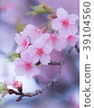 Kawazu Sakura Sakura Spring 39104560