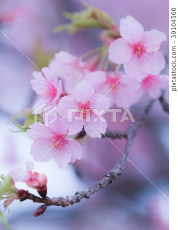 Kawazu Sakura Sakura Spring Kawazu Sakura Sakura Spring 39104560
