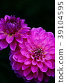 Dahlia flower 39104595