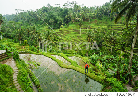 Young traveler looking at beautiful rice terrace Young traveler looking at beautiful rice terrace 39104667