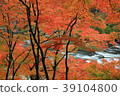Korohiroki Autumn leaves 39104800