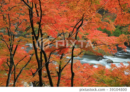 Korohiroki Autumn leaves Korohiroki Autumn leaves 39104800