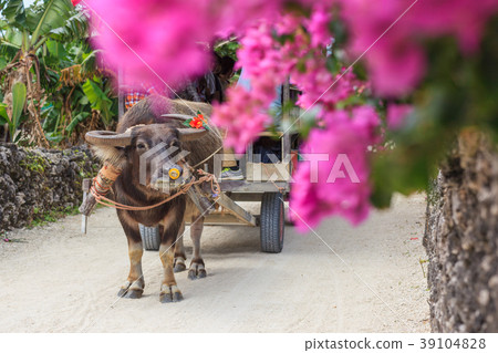 Taketomijima buffalo 39104828