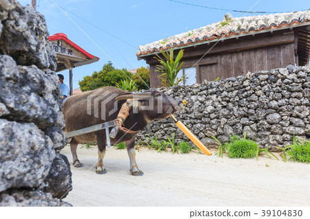 Taketomijima buffalo 39104830