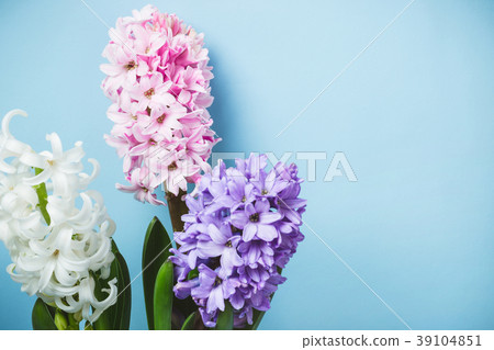 Blue Spring Floral Background. Hyacinth flowers  39104851