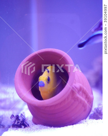 Citadel Citadel 39104997