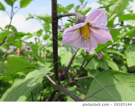 Eggplant flowers 39105144
