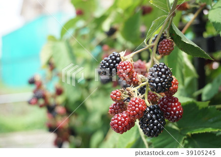 Blackberry Blackberry 39105245