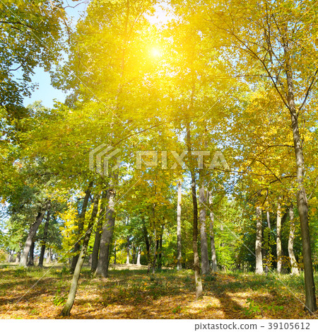 Autumn forest, yellow leaves and the sunset. Autumn forest, yellow leaves and the sunset. 39105612