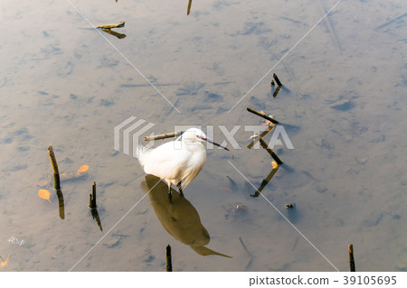 台灣，植物園，小白藤，白藤，生態 39105695