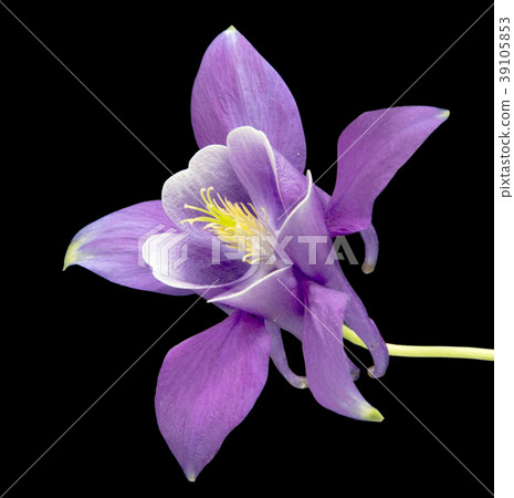 Beautiful daisy flowers isolated on  background 39105853