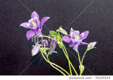 Beautiful daisy flowers isolated on  background 39105854