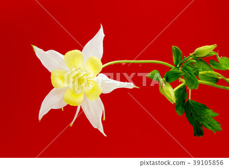 Beautiful daisy flowers isolated on  background 39105856