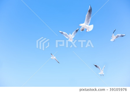 Seagull flying 39105976