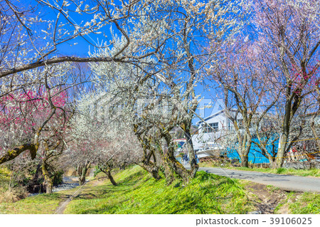 東京Takao Umego(Promenade Bairin)的景觀 東京Takao Umego(Promenade Bairin)的景觀 39106025
