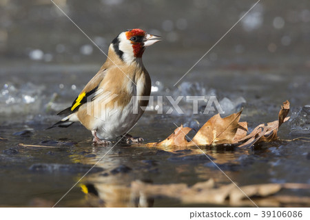 European goldfinch (Carduelis carduelis) 39106086