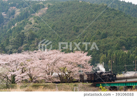 Oigawa Railway Sakura and Train 39106088
