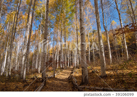 Birch forest leaves 39106099
