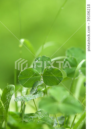 Rainy day Clover Tsumexa Rainy day Clover Tsumexa 39106218