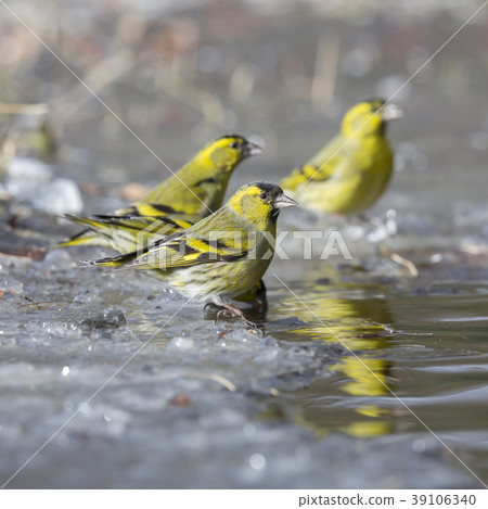 Eurasian siskin (Spinus spinus) 39106340