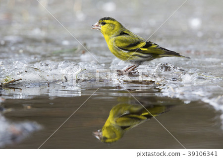 Eurasian siskin (Spinus spinus) 39106341