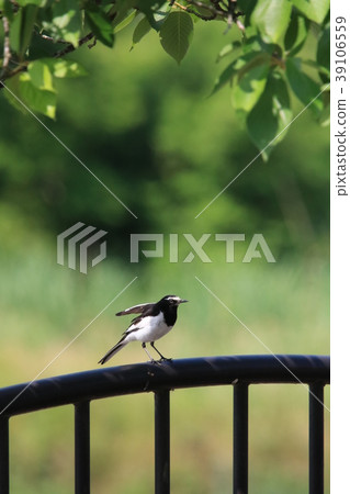 一個Segurosekirei在欄杆的強風中停留 39106559