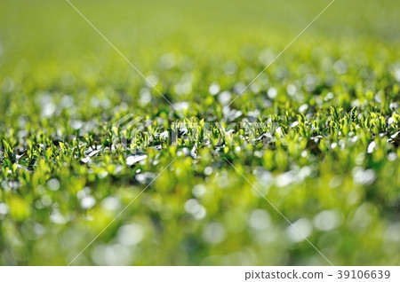 Season of the first tea season 39106639