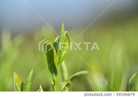 第一個茶季的季節 第一個茶季的季節 39106679