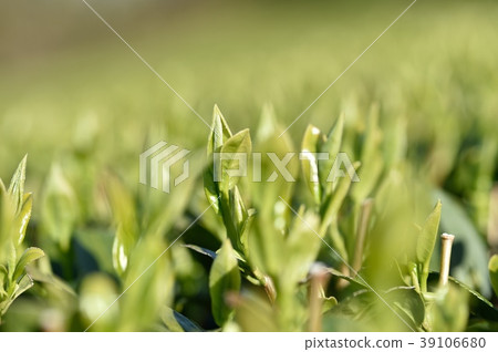 Season of the first tea season 39106680