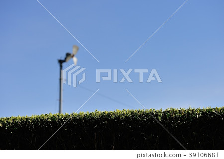 Season of the first tea season 39106681