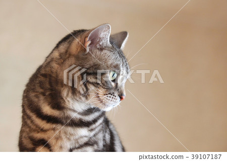 A cat that turned sideways 39107187