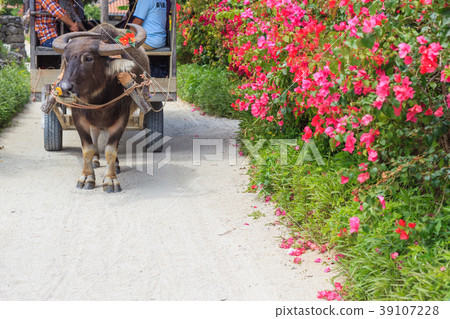 Buffalo car Taketomi island Buffalo car Taketomi island 39107228