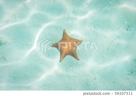 star fish underwater - sea star in water 39107311
