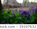 Daikon flower (purple) 39107632