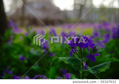 Daikon flower (purple) 39107632