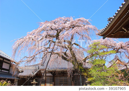 Inuyama Komyoji的垂枝櫻花 39107905